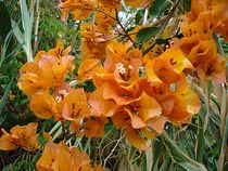 Blüte