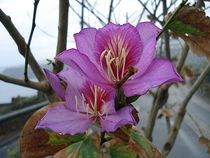 Blüte