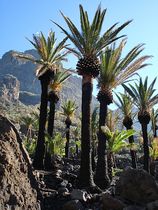 Palmen in Masca