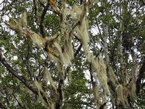 Lorbeerbaum mit Moosflechte