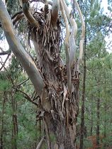 Eukalyptus-Stamm