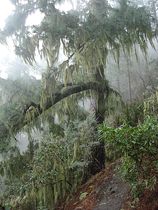 Baum mit Moosflechten