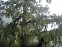 Baum mit Moosflechten