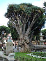 Drachenbaum