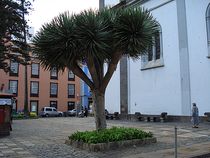 Drachenbaum